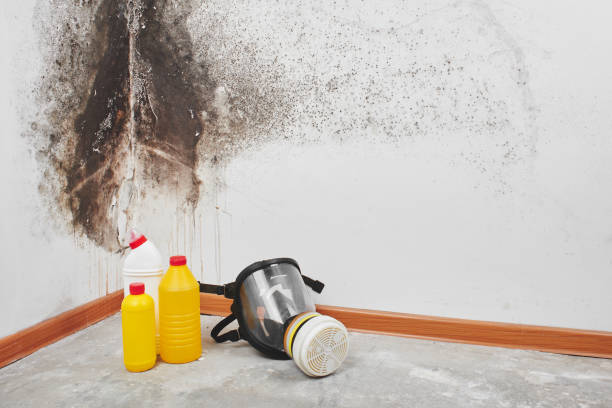 Trusted Woodlake, VA Mold Remediation Experts