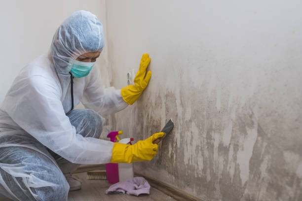Best Mold Remediation for Specific Building Types in Woodlake, VA